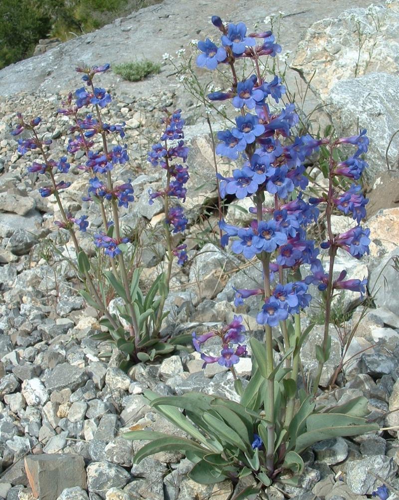PENSTEMON watsonii (1305)